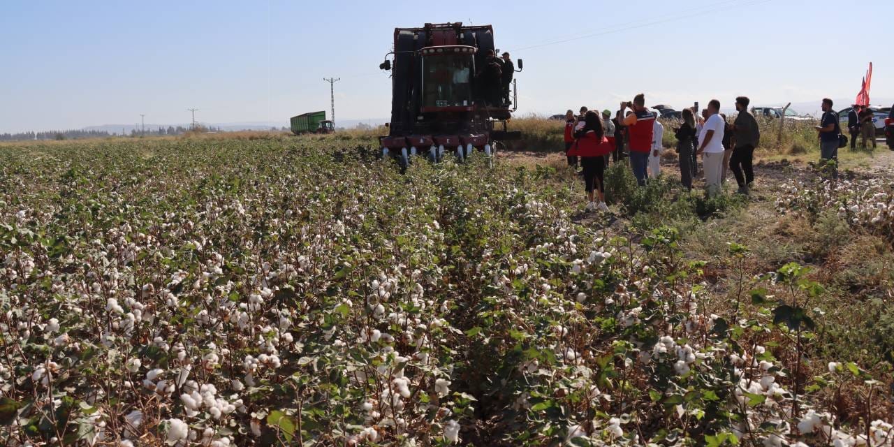 290 bin dekarda 140 bin ton ürün bekleniyor: Beyaz altında hasat zamanı