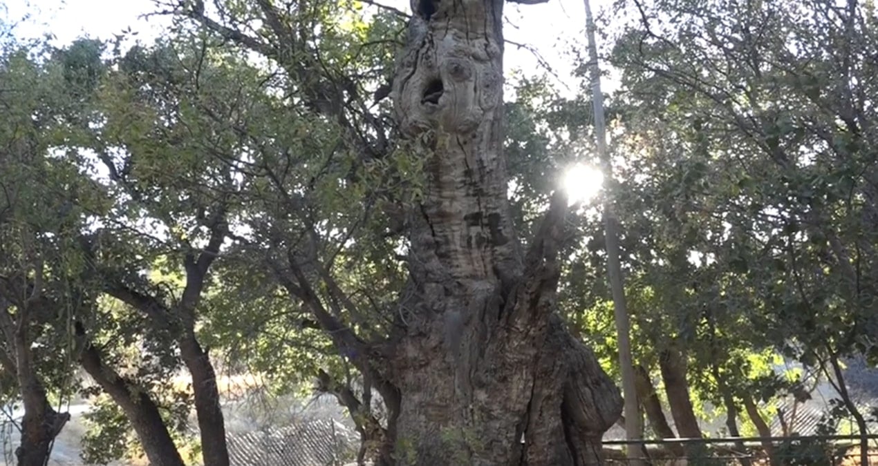Kutsal sayılan 700 yıllık ağaç bakanlık tarafından koruma altına alındı